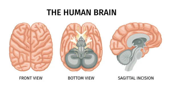 Mozková Anatomická Sada Izolovaných Profilů Zobrazení Obrázků Mozku Popisky Textu — Stockový vektor