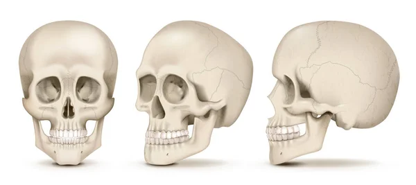 Crânes Humains Réalistes Vues Face Latérales Isolées Sur Fond Blanc — Image vectorielle