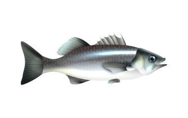 Boş arkaplan çizimi üzerinde deniz balıklarının izole edilmiş yan görüntüsü olan balık bileşimi