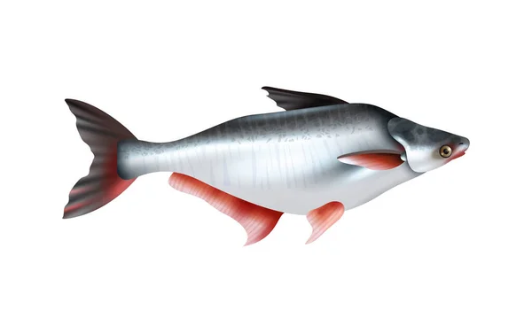 Komposisi Ikan Dengan Tampilan Samping Yang Terisolasi Gambar Ikan Laut - Stok Vektor