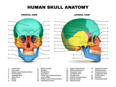 Beyaz arkaplan vektörü illüstrasyonunda insan kafatası anatomisi rengi önden ve yandan gerçekçi görüntüler