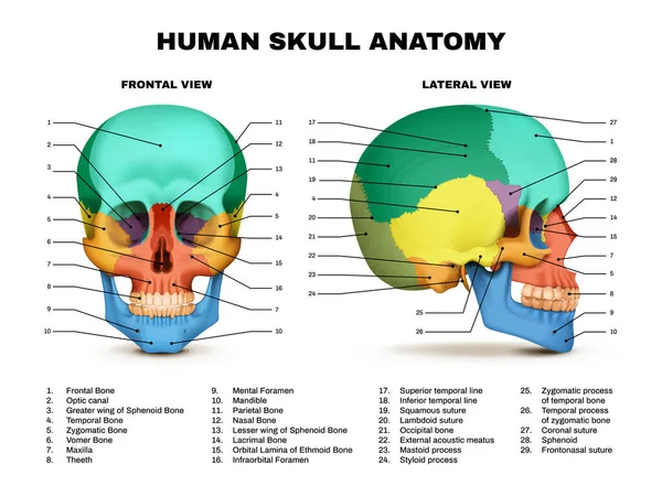 人間の頭蓋骨の解剖学的カラーフロントと側面図白い背景ベクトル図上の現実的なインフォグラフィック — ストックベクタ