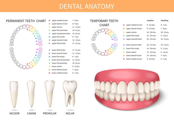 Human Adult Teeth Anatomy Set Realistic Jaws Vector Illustration — Stock Vector