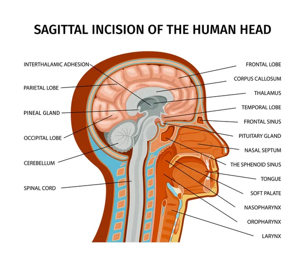 人間の頭の色の部分とテキストキャプションと人間の構成の解剖図ベクトル図 — ストックベクタ