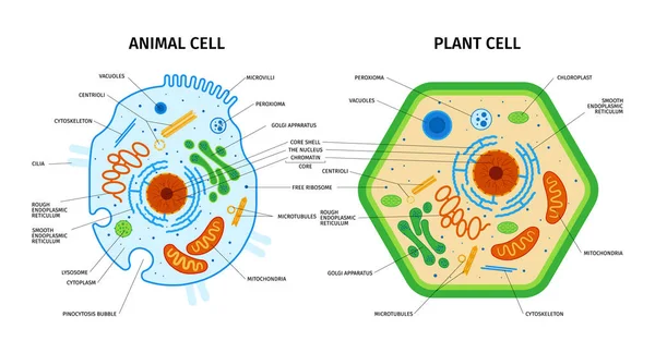 Anatomia Cellulare Composizione Vegetale Animale Con Set Immagini Educative Colorate — Vettoriale Stock