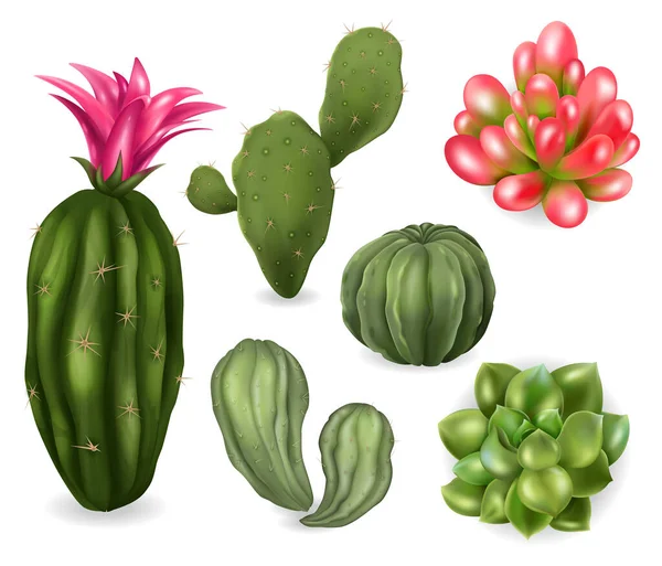 Ensemble Succulent Cactus Réaliste Avec Des Images Isolées Plantes Cactus — Image vectorielle