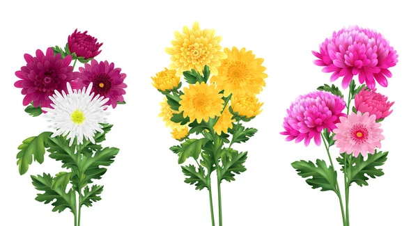 Buquê Crisântemo Realista Conjunto Com Flores Florescendo Ilustração Vetorial Isolado — Vetor de Stock