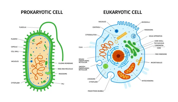 ポインタテキストキャプション付きカラフルな画像のセットと真核生物と原核生物の組成の細胞解剖学ベクトルイラスト — ストックベクタ