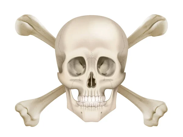 그림에 자뼈가 인간의 두개골 — 스톡 벡터