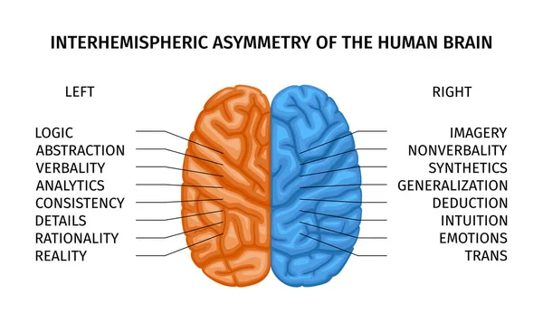 Σύνθεση Αριστερού Και Δεξιού Ανθρώπινου Εγκεφάλου Δημιουργικού Μέρους Χρωματικά Κωδικοποιημένα — Διανυσματικό Αρχείο