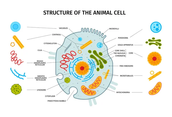 Cell Anatomi Horisontell Sammansättning Med Uppsättning Isolerade Färgglada Cell Element — Stock vektor