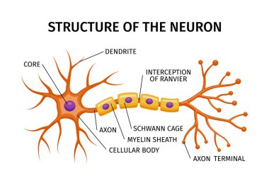 Renkli elementler ve düzenlenebilir metin başlıkları vektör illüstrasyonu ile beyin hücresinin eğitim yapısı ile nöron anatomisi bileşimi