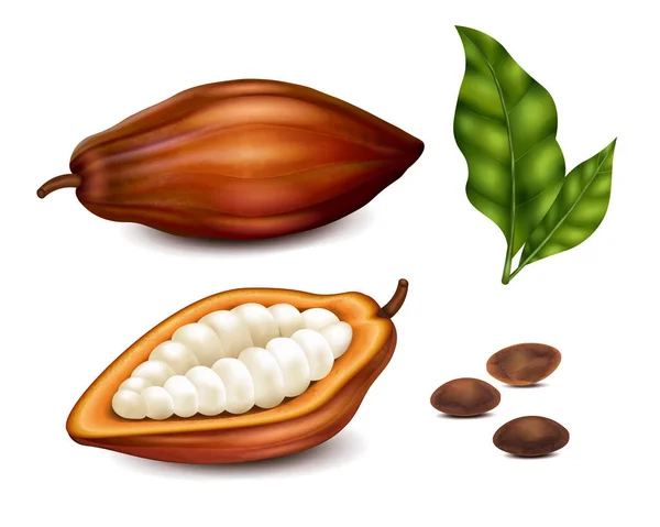 Kakaobohnen Und Grünes Blatt Realistisches Set Isoliert Auf Weißem Hintergrund — Stockvektor