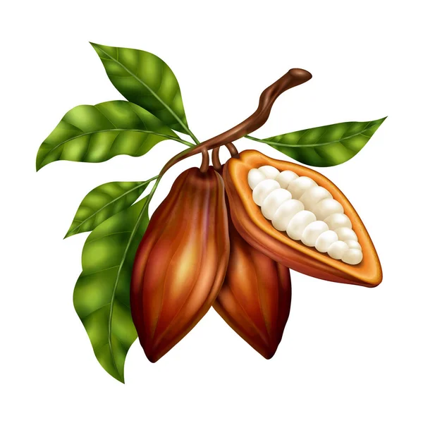 Granos Cacao Marrones Realistas Rama Verde Contra Ilustración Vector Fondo — Archivo Imágenes Vectoriales