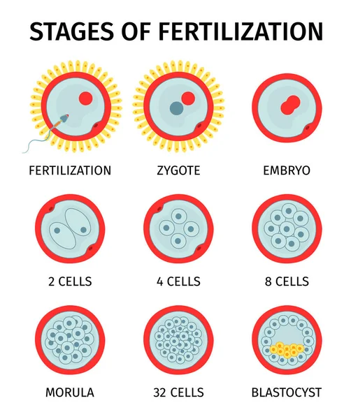 Estágios Embrionários Celulares Fertilização Composição Anatômica Com Conjunto Ícones Redondos — Vetor de Stock