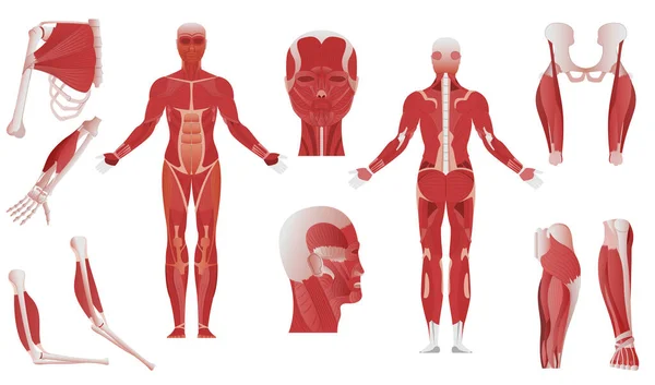 Anatomia Muscolare Serie Piatta Parti Del Corpo Isolate Che Mostrano — Vettoriale Stock