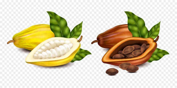Realistic Isolated Compositions Ripe Unripe Cocoa Beans Green Leaves Transparent — Stock Vector