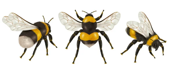 空白の背景ベクターのイラストに翼の異なる角度を持つハチの孤立した画像をセットした現実的な昆虫蜂 — ストックベクタ