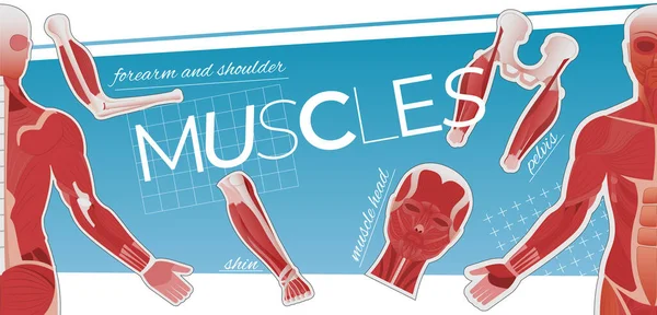 フラットアイコンの筋肉解剖学的コラージュ 編集可能なテキストキャプションと人体部品の画像 ベクター図 — ストックベクタ
