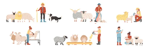 Ensemble Plat Personnes Nourrissant Tonte Occupant Des Moutons Ferme Illustration — Image vectorielle