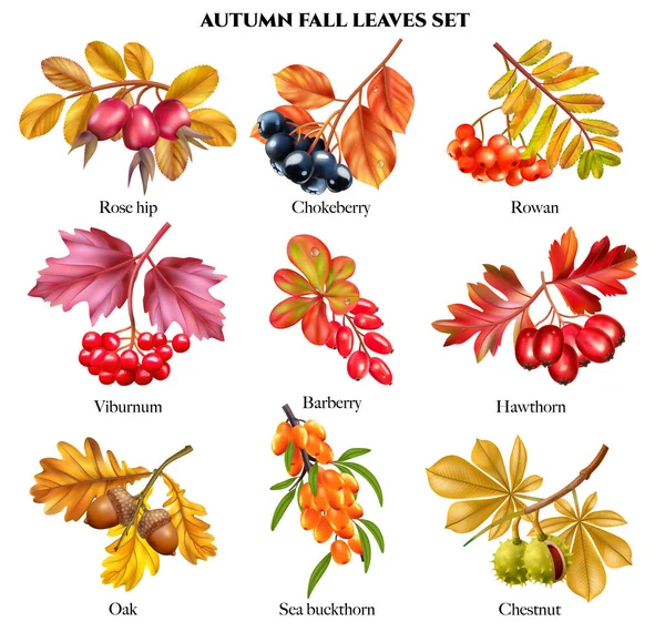 Realistische Herbstblätter Mit Isolierten Kompositionen Von Blüten Beeren Und Kastanien — Stockvektor