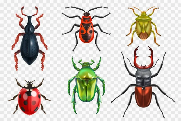Realistická Sada Brouků Hmyzu Izolovaných Obrázků Průhledném Pozadí Barevnými Obrázky — Stockový vektor