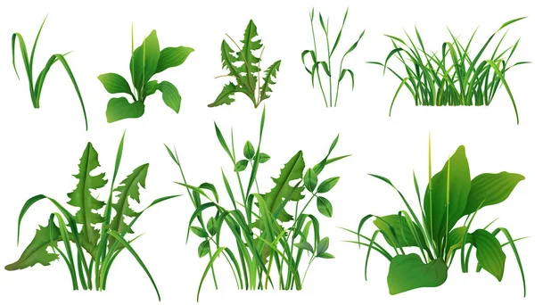 白背景分离载体图解上的草绿色植物的一组现实的野生未开垦植物 — 图库矢量图片