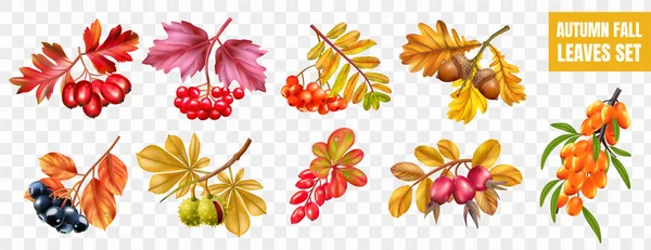 Realistic Autumn Fall Leaves Set Transparent Background Isolated Images Yellow — Stock Vector
