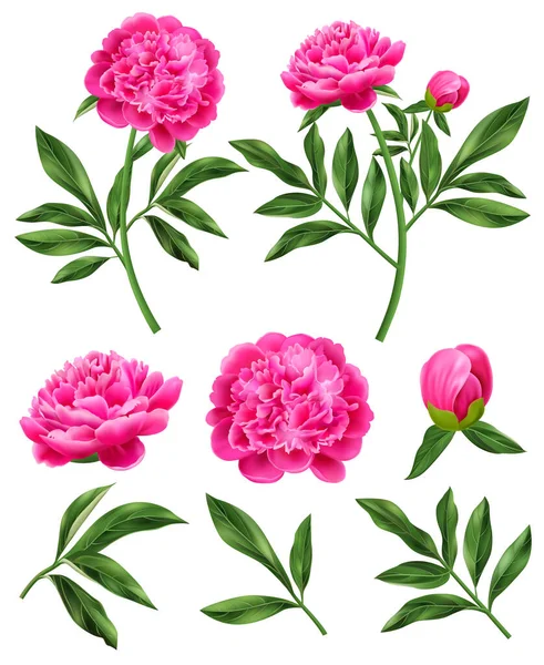 Realistic Set Pink Peony Flowers Green Leaves Isolated Vector Illustration — Stock Vector