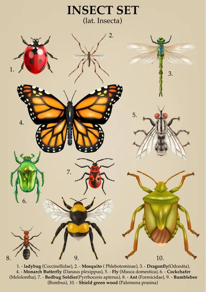 テキストキャプションの現実的な昆虫と孤立した蝶のセットは ドラゴンハエと蚊の画像ベクターイラストをバグ — ストックベクタ
