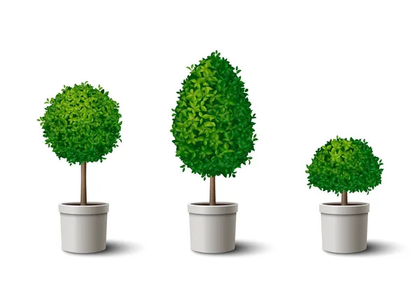 Realistische Set Van Kleine Potgroene Bomen Met Kronen Van Verschillende — Stockvector