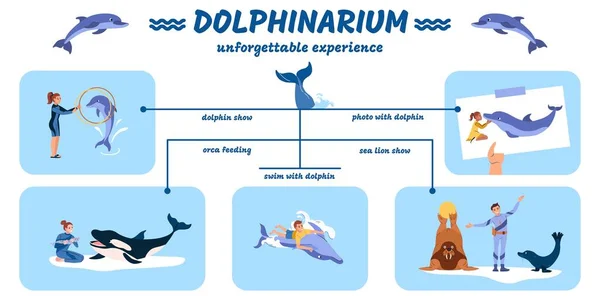 Dolphinarium Επίπεδη Infographic Δελφίνι Και Θαλάσσιο Λιοντάρι Δείχνουν Φωτογραφίες Orca — Διανυσματικό Αρχείο