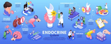Endokrin sistem adrenal bezleri, tiroid pankreas ve diğer tanımlama vektör illüstrasyonları ile Isometric endokrinolojist bilgi