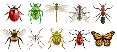 Yusufçuk böceklerinin izole edilmiş üst görünüm görüntülerine sahip gerçekçi böcek seti boş arka plan vektör çiziminde kelebek böceği resimleri