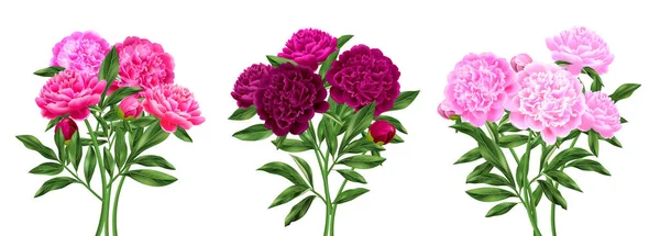 Three Beautiful Pink Peony Bouquets Realistic Compositions Set Isolated Vector — Stock Vector