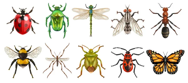 Realistische Insectenset Met Geïsoleerde Bovenaanzicht Afbeeldingen Van Libellen Vlinders Lieveheersbeestjes — Stockvector
