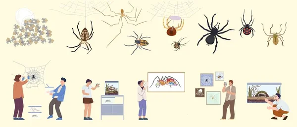 Spinneninsekt Set Von Flachen Isolierten Symbolen Mit Verschiedenen Käfern Und — Stockvektor