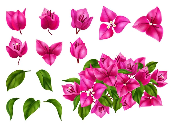Bougainvillea Flowers Leaves Branches Realistic Set Isolated White Background Vector — Stock Vector
