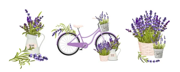 Floristic Συνθέσεις Κλαδιά Λεβάντας Κανάτα Κατσαρόλες Και Διακόσμηση Του Ποδηλάτου — Διανυσματικό Αρχείο