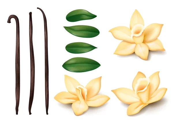 Realistic Vanilla Set Isolated Icons Soft Flowers Fresh Leaves Stalks — Stock Vector