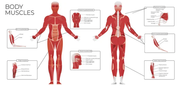 Anatomía Muscular Composición Infográfica Plana Con Vistas Delanteras Traseras Del — Vector de stock
