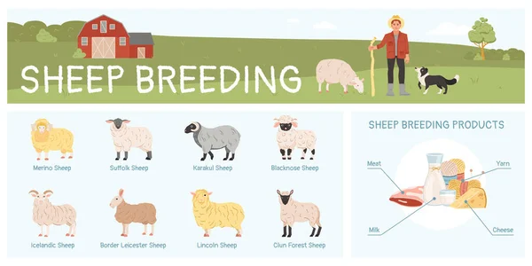 Πρόβατα Αναπαραγωγής Επίπεδη Infographic Διάφορες Φυλές Και Προϊόντα Διανυσματική Απεικόνιση — Διανυσματικό Αρχείο
