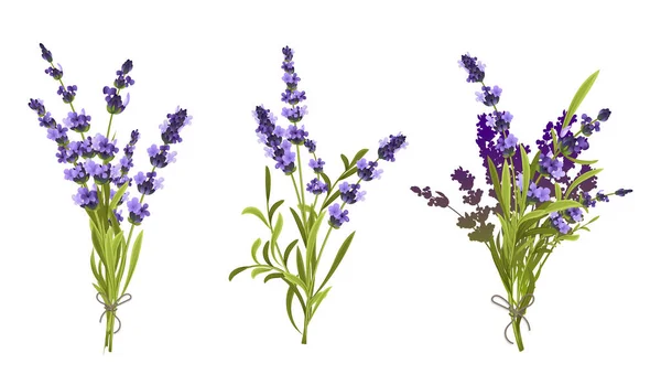 Květinové Kompozice Skládající Levandulových Výhonků Svázaných Kytici Provázkem Izolované Vektorové — Stockový vektor