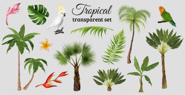 Tropical set with isolated images of exotic leaves plants and trees with parrots on transparent background vector illustration clipart