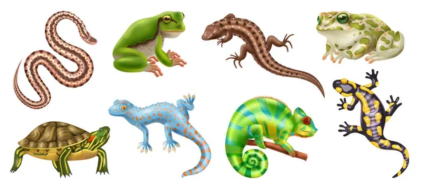 Reptiles Réalistes Colorés Amphibiens Icône Animale Serpents Grenouilles Lézards Tortues — Image vectorielle