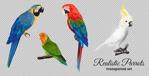 カラフルなエキゾチックな鳥の孤立した画像とネーションテキストベクターイラストで透明な背景に設定された現実的なオウム — ストックベクタ