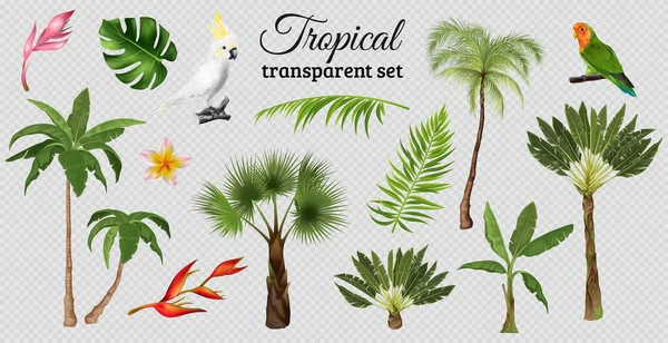 Zole Edilmiş Egzotik Yaprak Görüntüleriyle Tropikal Set Bitki Papağanlı Ağaçlar — Stok Vektör