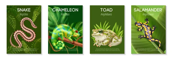 Gerçekçi Sürüngenler Amfibi Posterleri Yılan Bukalemun Kurbağası Semender Manşet Çizimleri — Stok Vektör