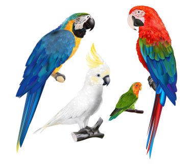 Papağan ve papağan gibi farklı türlerden renkli bir koleksiyon izole edilmiş vektör çizimi