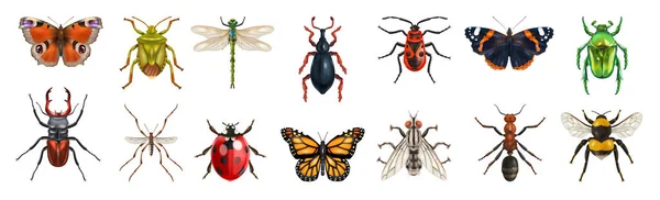 Realistische Insectenset Met Geïsoleerde Bovenaanzichten Van Diverse Vlinders Wantsen Vliegen — Stockvector